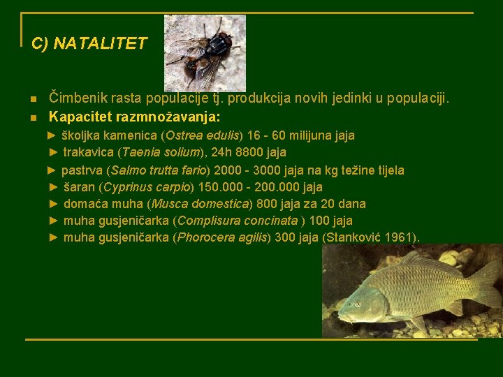 C) NATALITET n n Čimbenik rasta populacije tj. produkcija novih jedinki u populaciji. Kapacitet