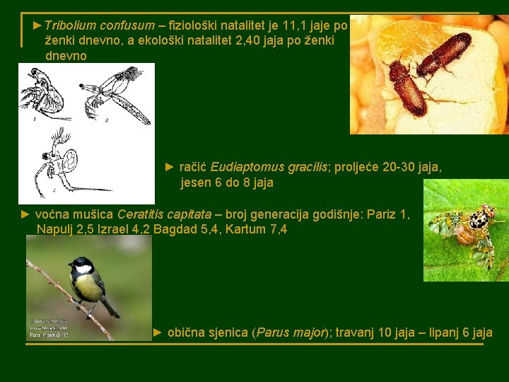 ►Tribolium confusum – fiziološki natalitet je 11, 1 jaje po ženki dnevno, a ekološki
