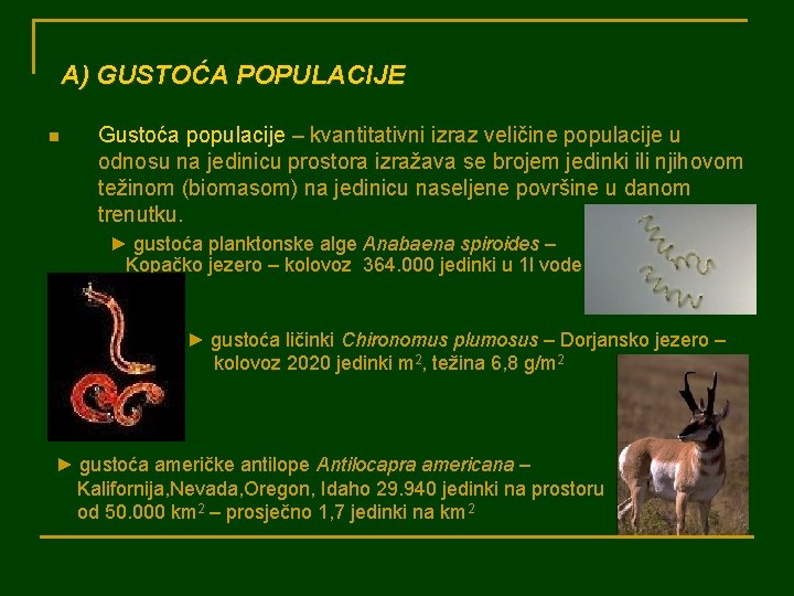 A) GUSTOĆA POPULACIJE n Gustoća populacije – kvantitativni izraz veličine populacije u odnosu na