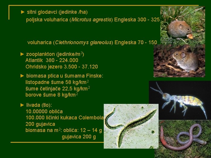 ► sitni glodavci (jedinke /ha) poljska voluharica (Microtus agrestis) Engleska 300 - 325 voluharica