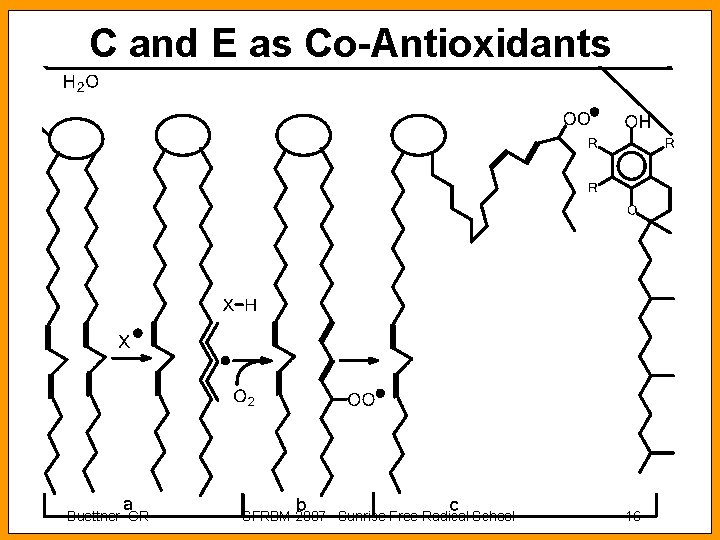 C and E as Co-Antioxidants Buettner GR SFRBM 2007 Sunrise Free Radical School 16