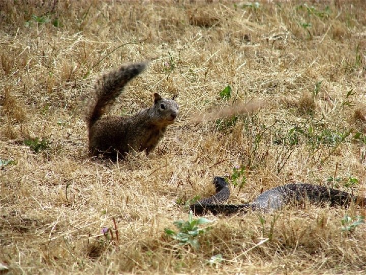 Ground squirrels rattlesnakes and burrowing owls the legend