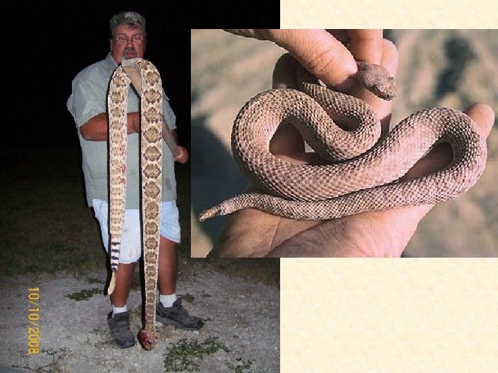 Ground squirrels rattlesnakes and burrowing owls the legend
