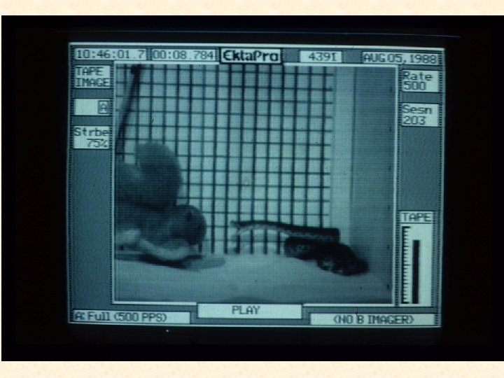 Ground squirrels rattlesnakes and burrowing owls the legend