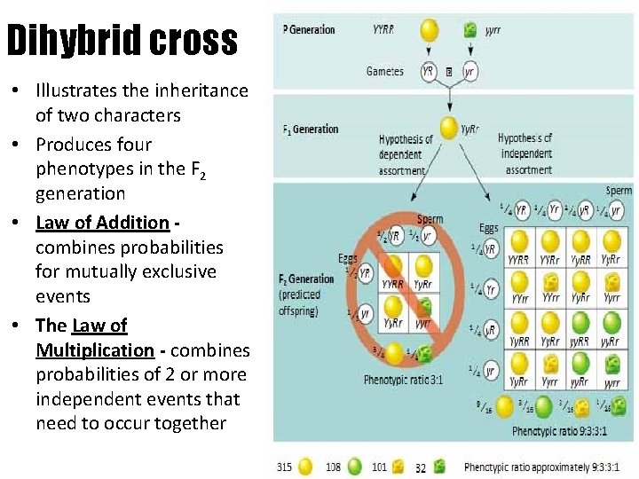 Dihybrid cross • Illustrates the inheritance of two characters • Produces four phenotypes in