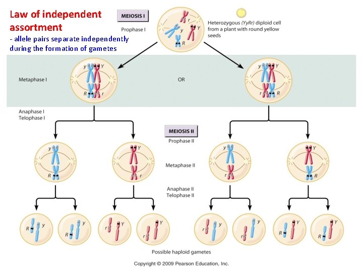 Law of independent assortment - allele pairs separate independently during the formation of gametes