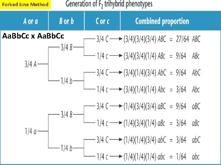 Forked Line Method Aa. Bb. Cc x Aa. Bb. Cc 