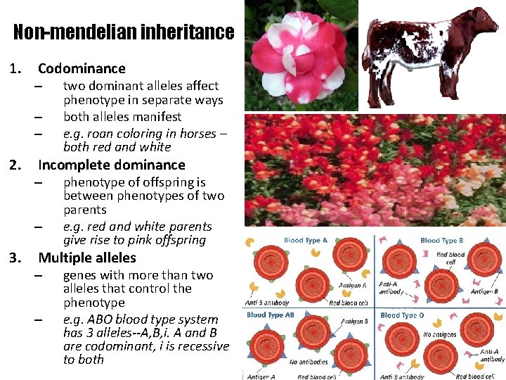 Non-mendelian inheritance 1. Codominance – – – 2. Incomplete dominance – – 3. two