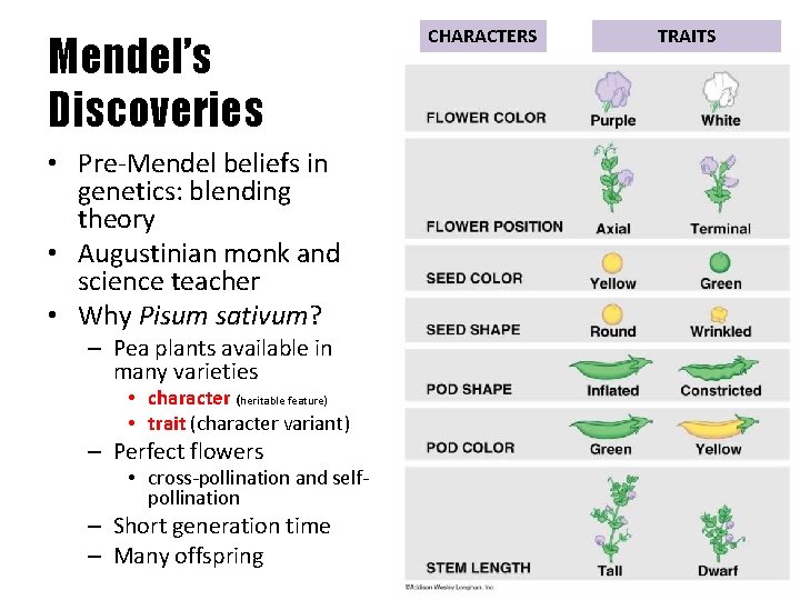 Mendel’s Discoveries • Pre-Mendel beliefs in genetics: blending theory • Augustinian monk and science