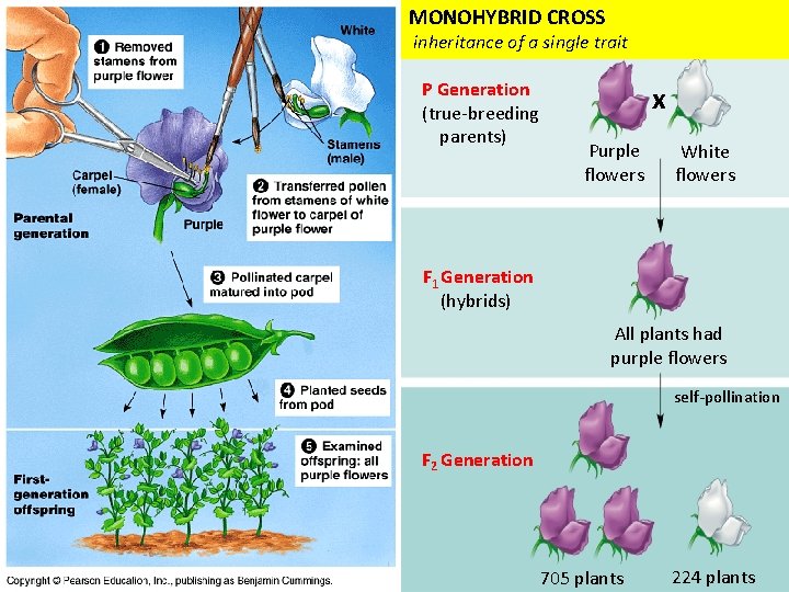 MONOHYBRID CROSS inheritance of a single trait P Generation (true-breeding parents) x Purple flowers