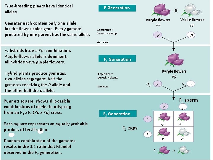 True-breeding plants have identical alleles. Gametes each contain only one allele for the flower-color