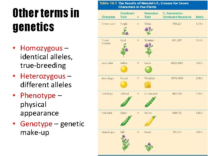 Other terms in genetics • Homozygous – identical alleles, true-breeding • Heterozygous – different