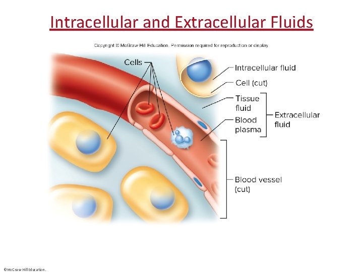 Intracellular and Extracellular Fluids ©Mc. Graw-Hill Education. 