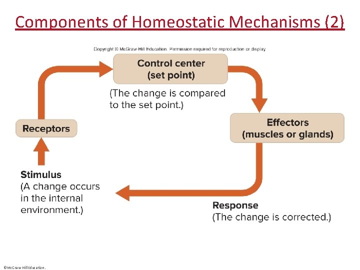 Components of Homeostatic Mechanisms (2) ©Mc. Graw-Hill Education. 