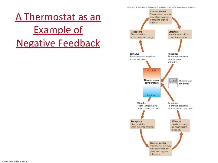 A Thermostat as an Example of Negative Feedback ©Mc. Graw-Hill Education. 