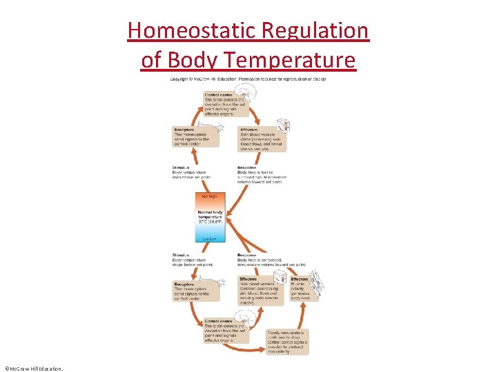 Homeostatic Regulation of Body Temperature ©Mc. Graw-Hill Education. 