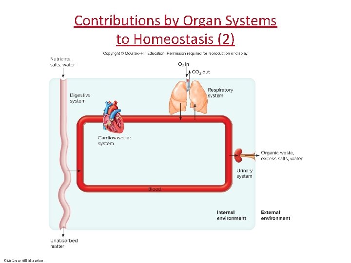 Contributions by Organ Systems to Homeostasis (2) ©Mc. Graw-Hill Education. 