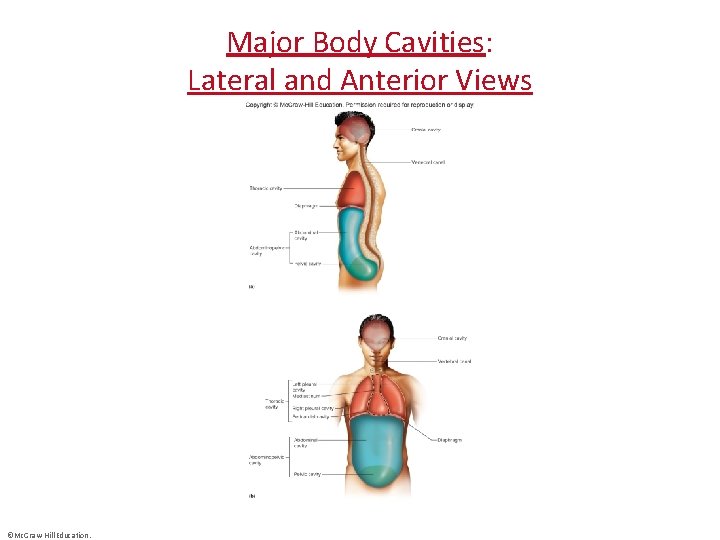 Major Body Cavities: Lateral and Anterior Views ©Mc. Graw-Hill Education. 