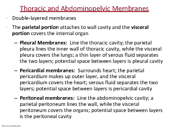 Thoracic and Abdominopelvic Membranes • Double-layered membranes • The parietal portion attaches to wall