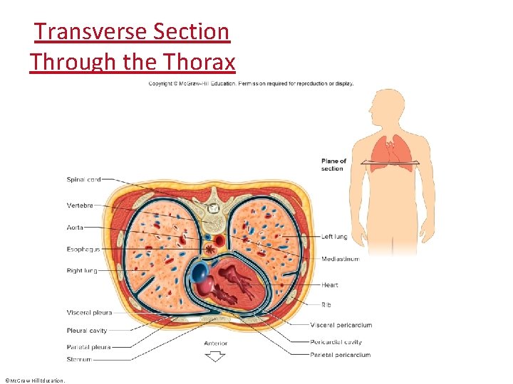 Transverse Section Through the Thorax ©Mc. Graw-Hill Education. 