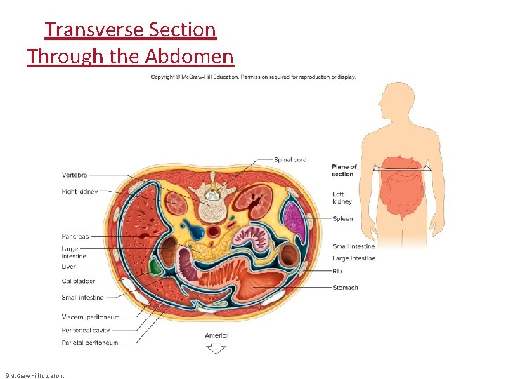 Transverse Section Through the Abdomen ©Mc. Graw-Hill Education. 