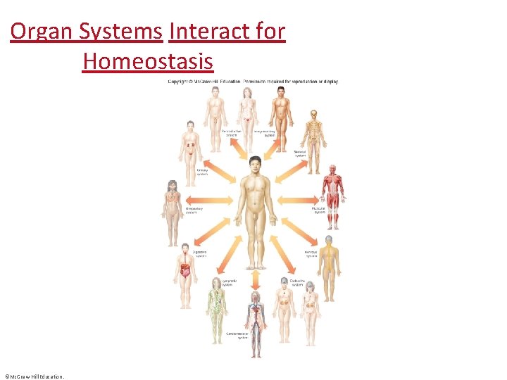 Organ Systems Interact for Homeostasis ©Mc. Graw-Hill Education. 