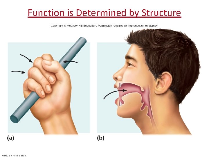 Function is Determined by Structure ©Mc. Graw-Hill Education. 