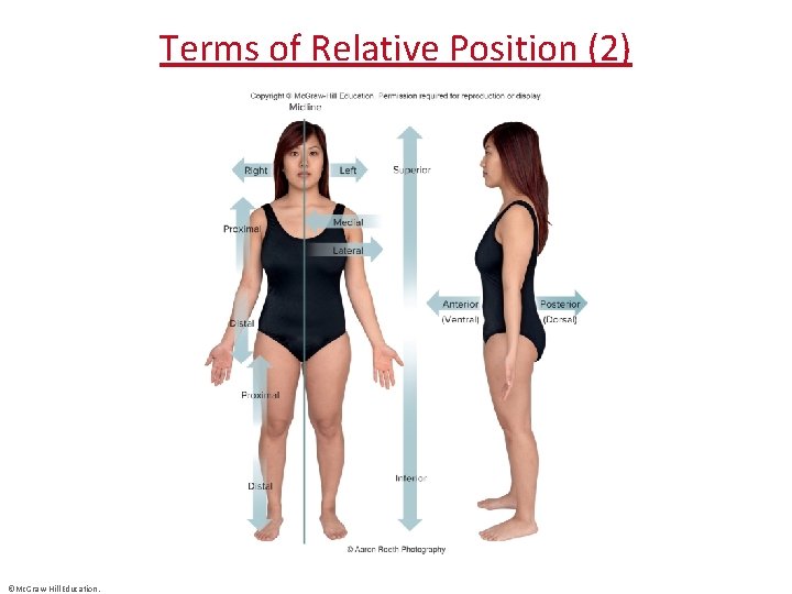 Terms of Relative Position (2) ©Mc. Graw-Hill Education. 