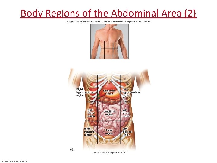 Body Regions of the Abdominal Area (2) ©Mc. Graw-Hill Education. 