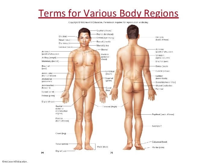Terms for Various Body Regions ©Mc. Graw-Hill Education. 