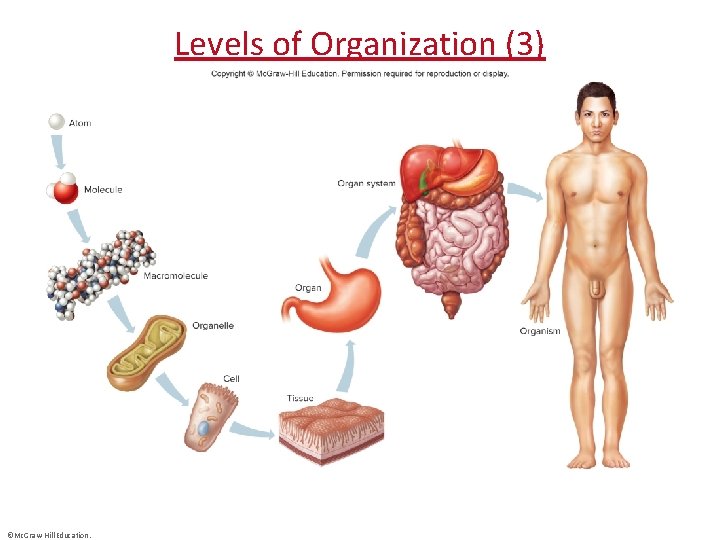 Levels of Organization (3) ©Mc. Graw-Hill Education. 