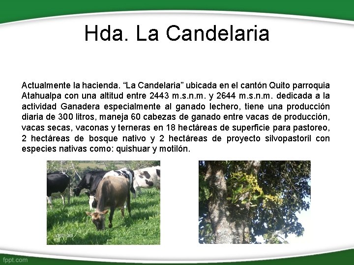 Hda. La Candelaria Actualmente la hacienda. “La Candelaria” ubicada en el cantón Quito parroquia Hda. La Candelaria Actualmente la hacienda. “La Candelaria” ubicada en el cantón Quito parroquia