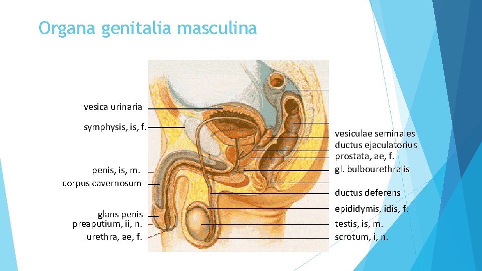Organa genitalia masculina vesica urinaria symphysis, f. penis, m. corpus cavernosum glans penis preaputium,
