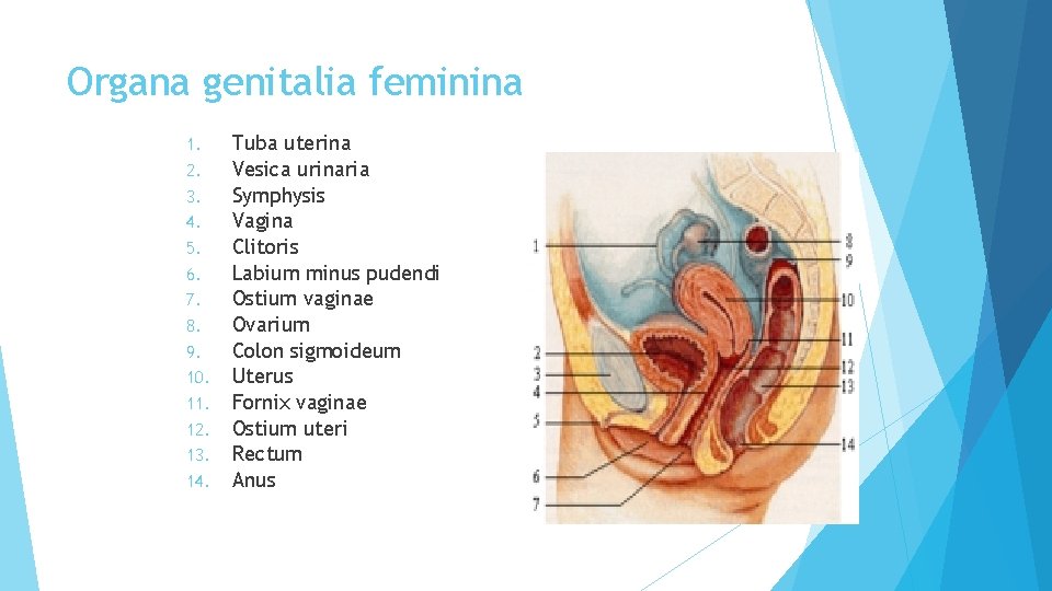 Organa genitalia feminina 1. 2. 3. 4. 5. 6. 7. 8. 9. 10. 11.