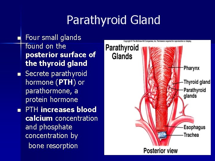 Parathyroid Gland n n n Four small glands found on the posterior surface of