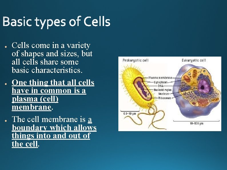 ● ● ● Cells come in a variety of shapes and sizes, but all