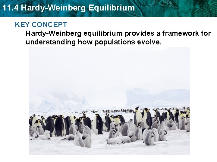 11. 4 Hardy-Weinberg Equilibrium KEY CONCEPT Hardy-Weinberg equilibrium provides a framework for understanding how