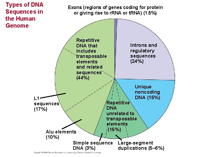 Types of DNA Sequences in the Human Genome Exons (regions of genes coding for