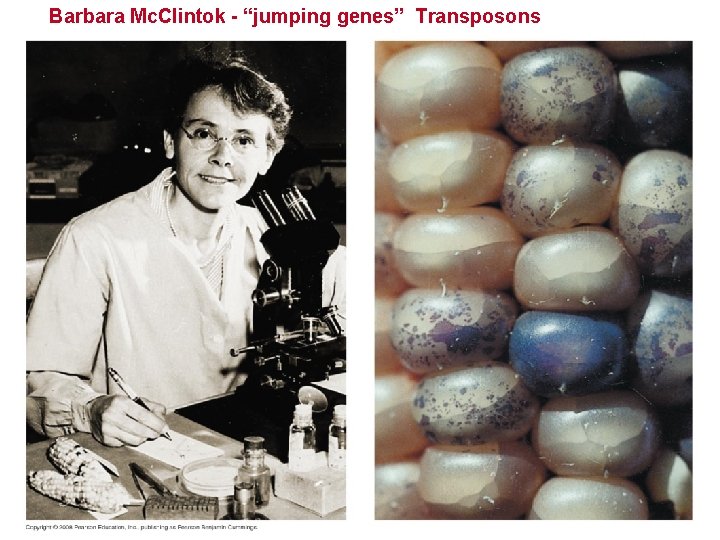 Barbara Mc. Clintok - “jumping genes” Transposons 