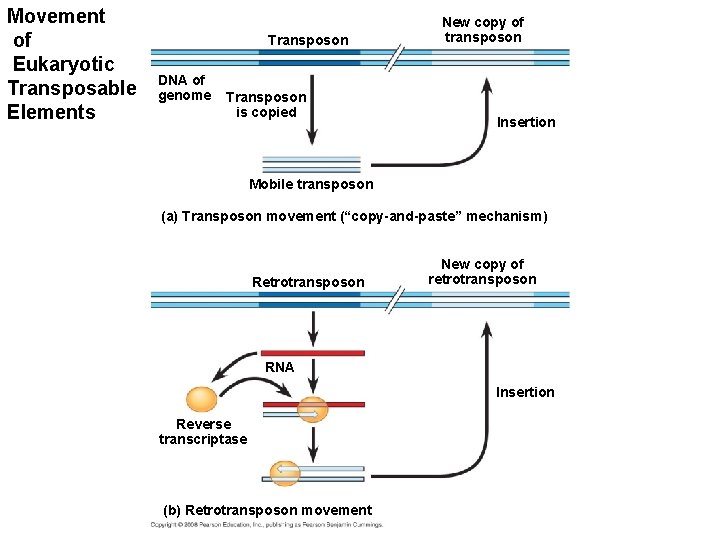 Movement of Eukaryotic Transposable Elements Transposon DNA of genome Transposon is copied New copy