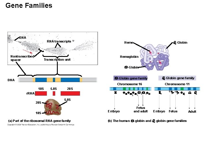 Gene Families DNA RNA transcripts Nontranscribed spacer Heme -Globin Hemoglobin Transcription unit -Globin gene