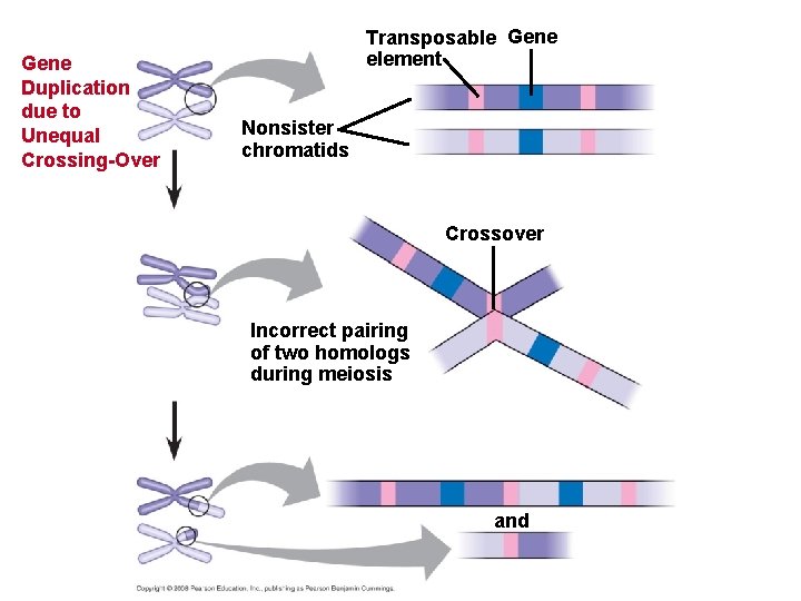 Gene Duplication due to Unequal Crossing-Over Transposable Gene element Nonsister chromatids Crossover Incorrect pairing