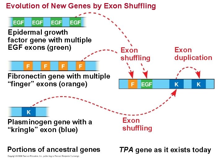 Evolution of New Genes by Exon Shuffling Epidermal growth factor gene with multiple EGF