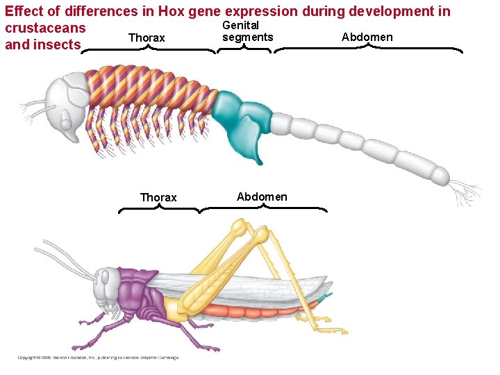Effect of differences in Hox gene expression during development in Genital crustaceans Abdomen segments