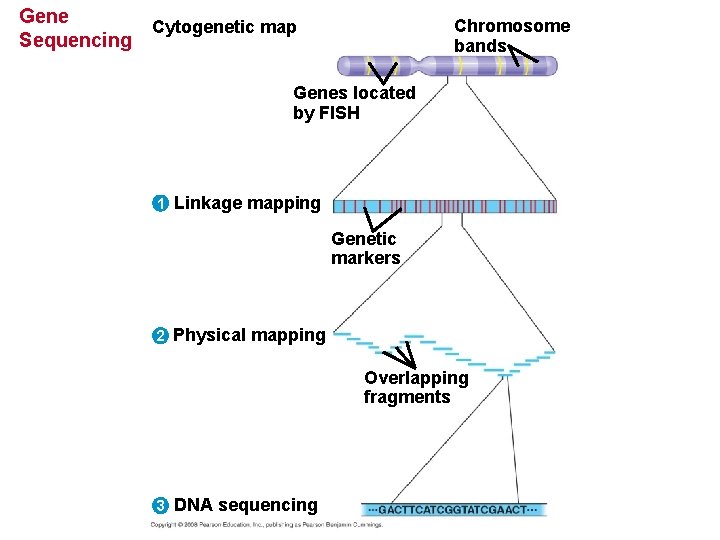 Gene Cytogenetic map Sequencing Chromosome bands Genes located by FISH 1 Linkage mapping Genetic