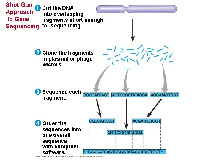Shot Gun 1 Approach to Gene Sequencing Cut the DNA into overlapping fragments short