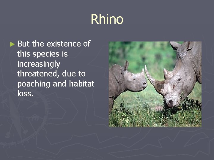 Rhino ► But the existence of this species is increasingly threatened, due to poaching