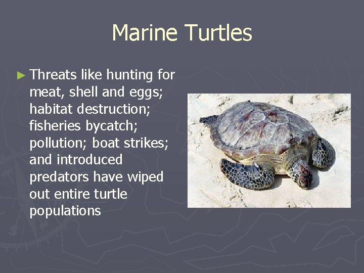 Marine Turtles ► Threats like hunting for meat, shell and eggs; habitat destruction; fisheries