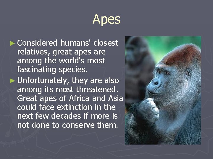 Apes ► Considered humans' closest relatives, great apes are among the world's most fascinating