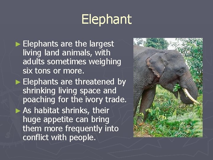 Elephant ► Elephants are the largest living land animals, with adults sometimes weighing six